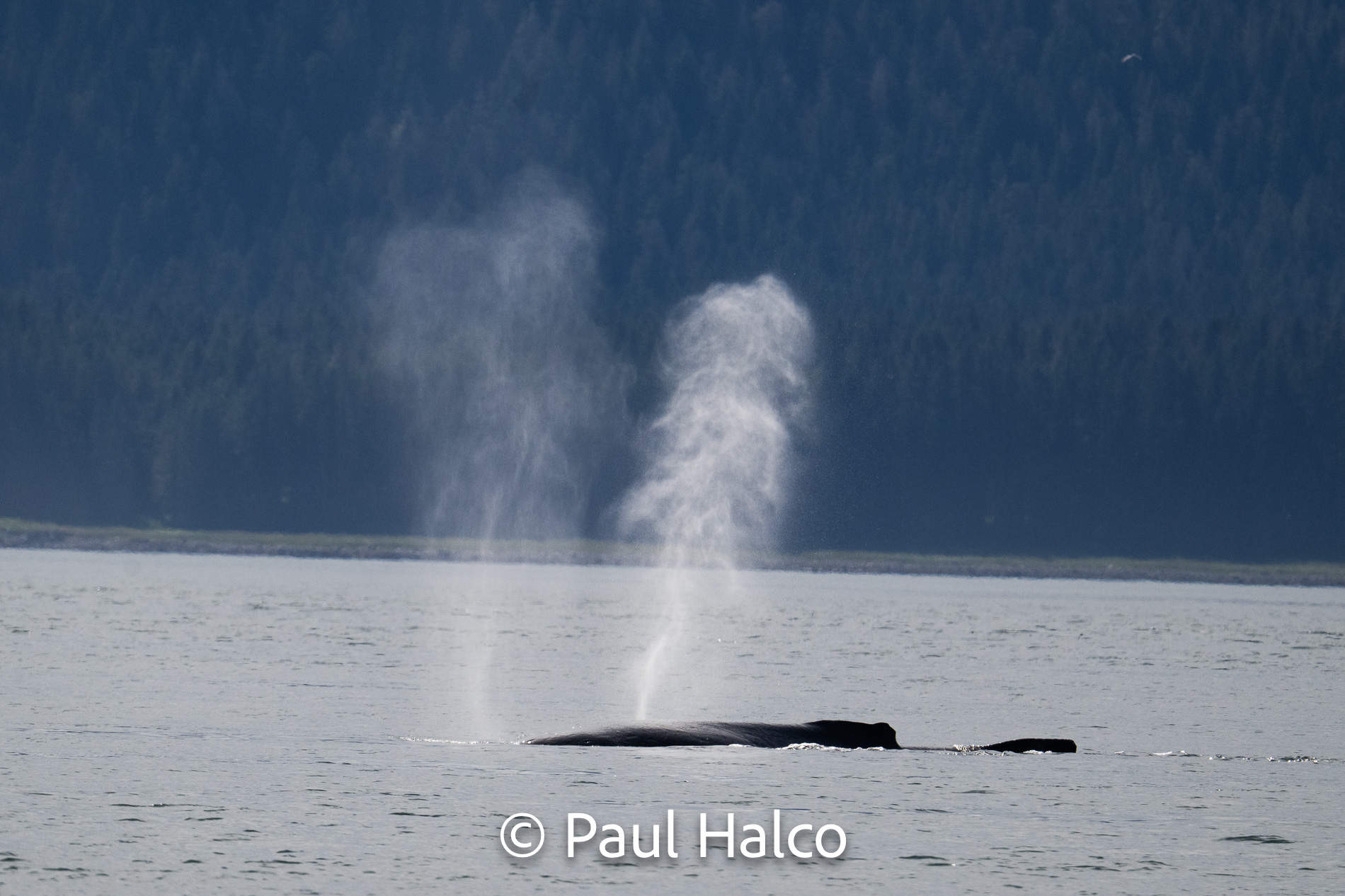 Paul Halco - General Alaska-18